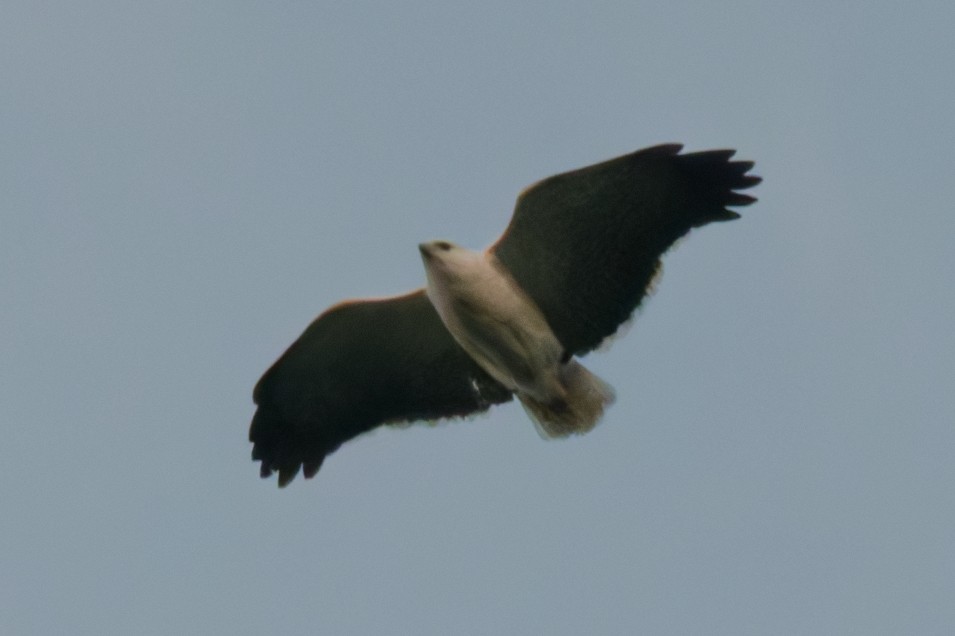 Mantled Hawk - ML642251270