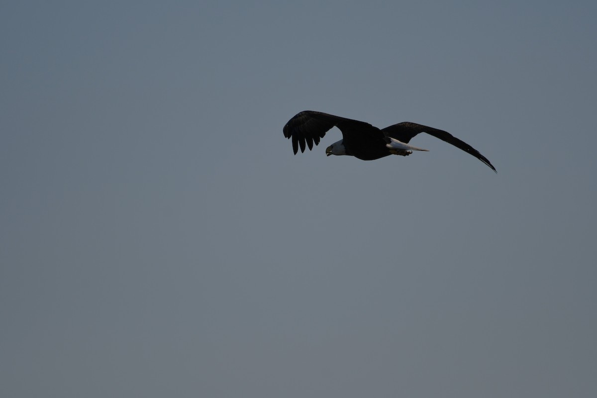 Bald Eagle - ML642251272
