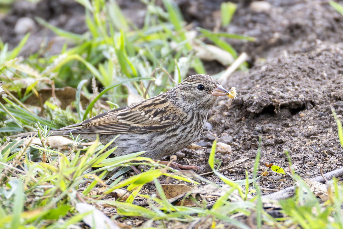 Chipping Sparrow - ML642251275