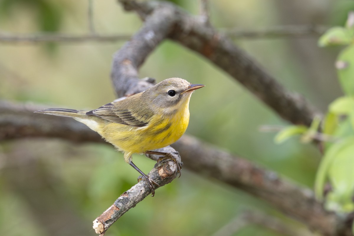 Prairie Warbler - ML642251277