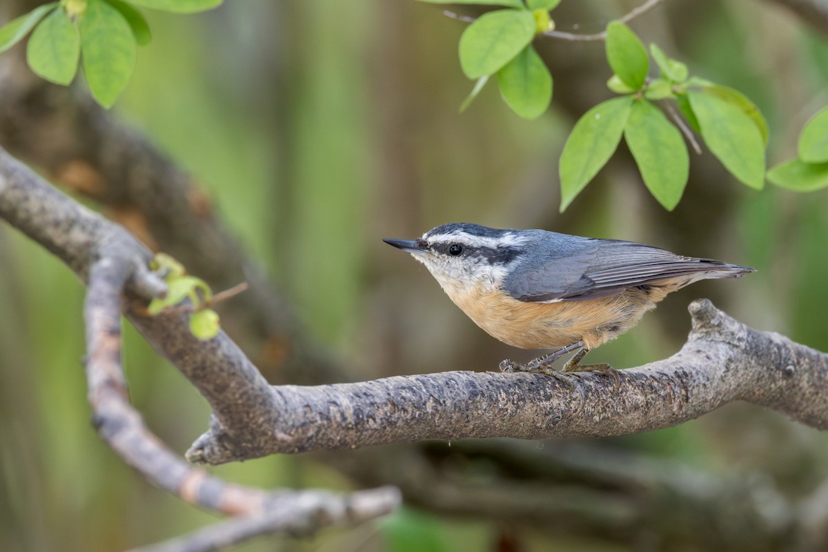 Red-breasted Nuthatch - ML642251290