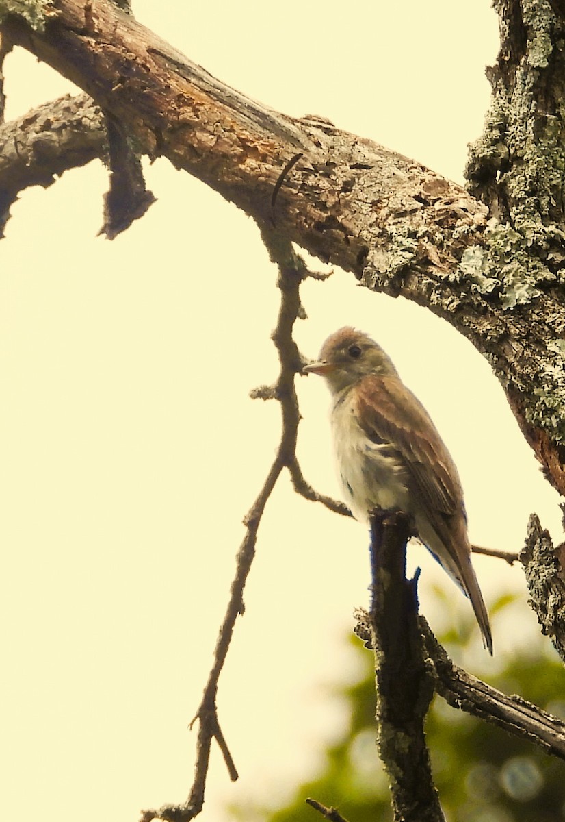 Greater Pewee (Mexican) - ML642251297
