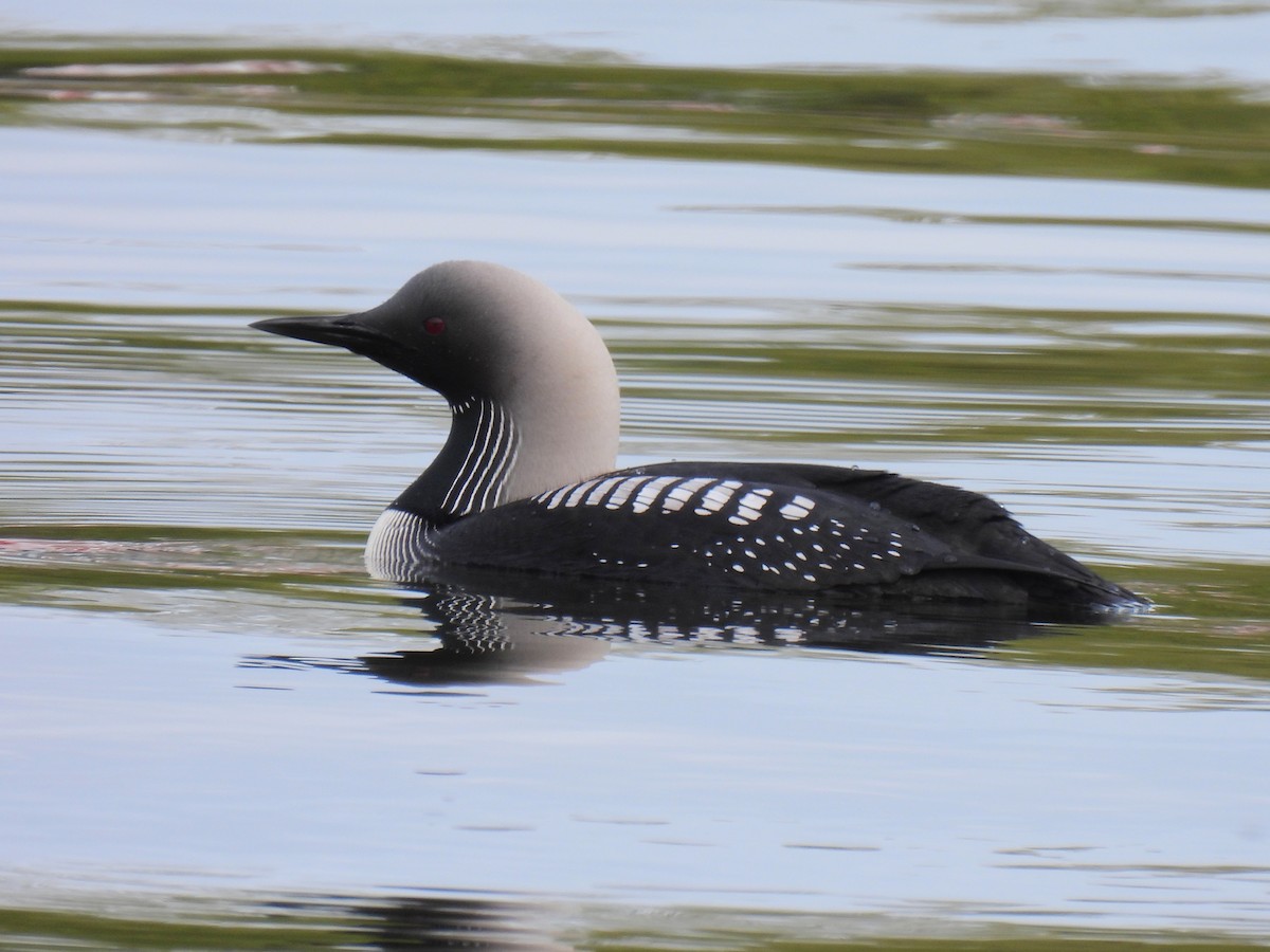 Pacific Loon - ML642251302