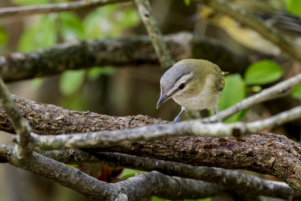 Red-eyed Vireo - ML642251306