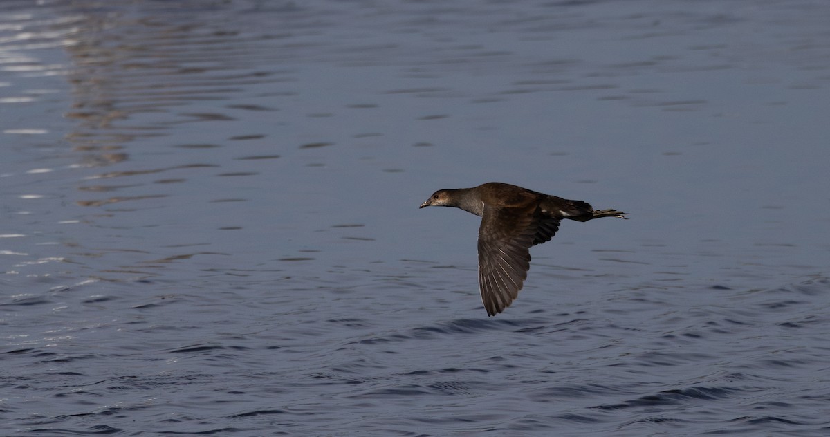 Common Gallinule - ML642251309