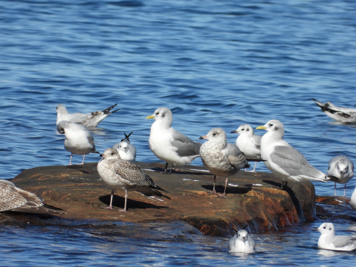 Mouette tridactyle - ML642251314