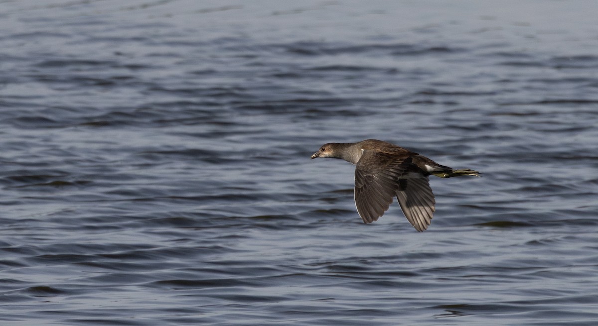 Common Gallinule - ML642251316