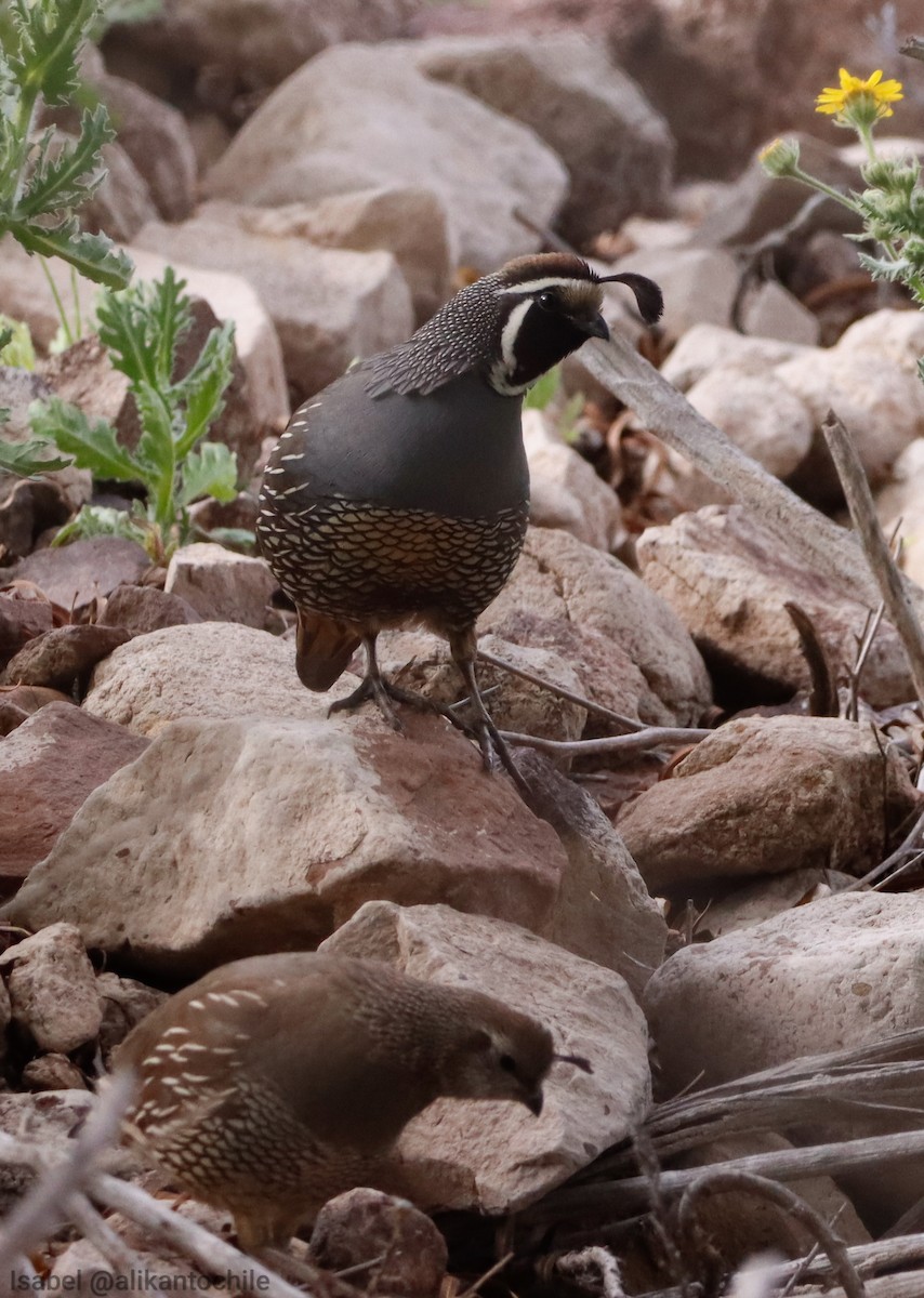 California Quail - ML642251323
