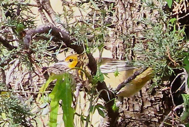 Bullock's Oriole - ML642251326