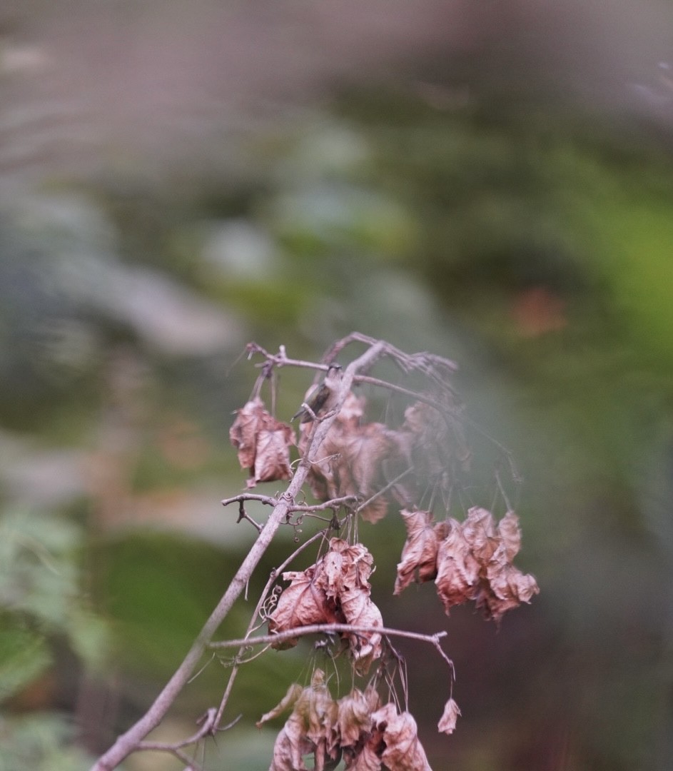 Ruby-throated Hummingbird - ML642251328