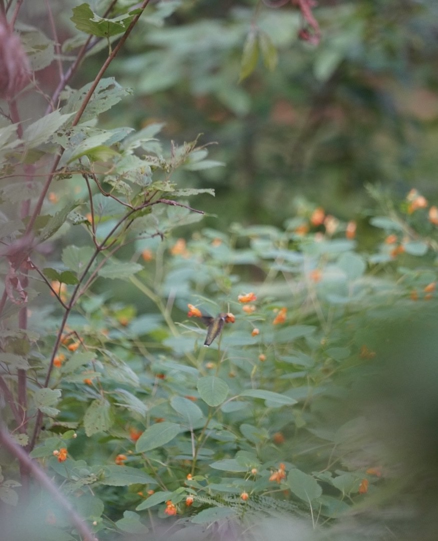 Ruby-throated Hummingbird - ML642251329