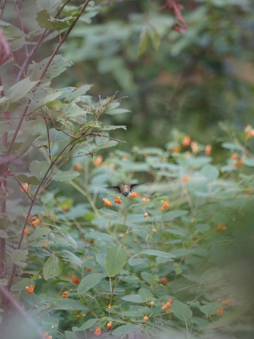 Ruby-throated Hummingbird - ML642251330