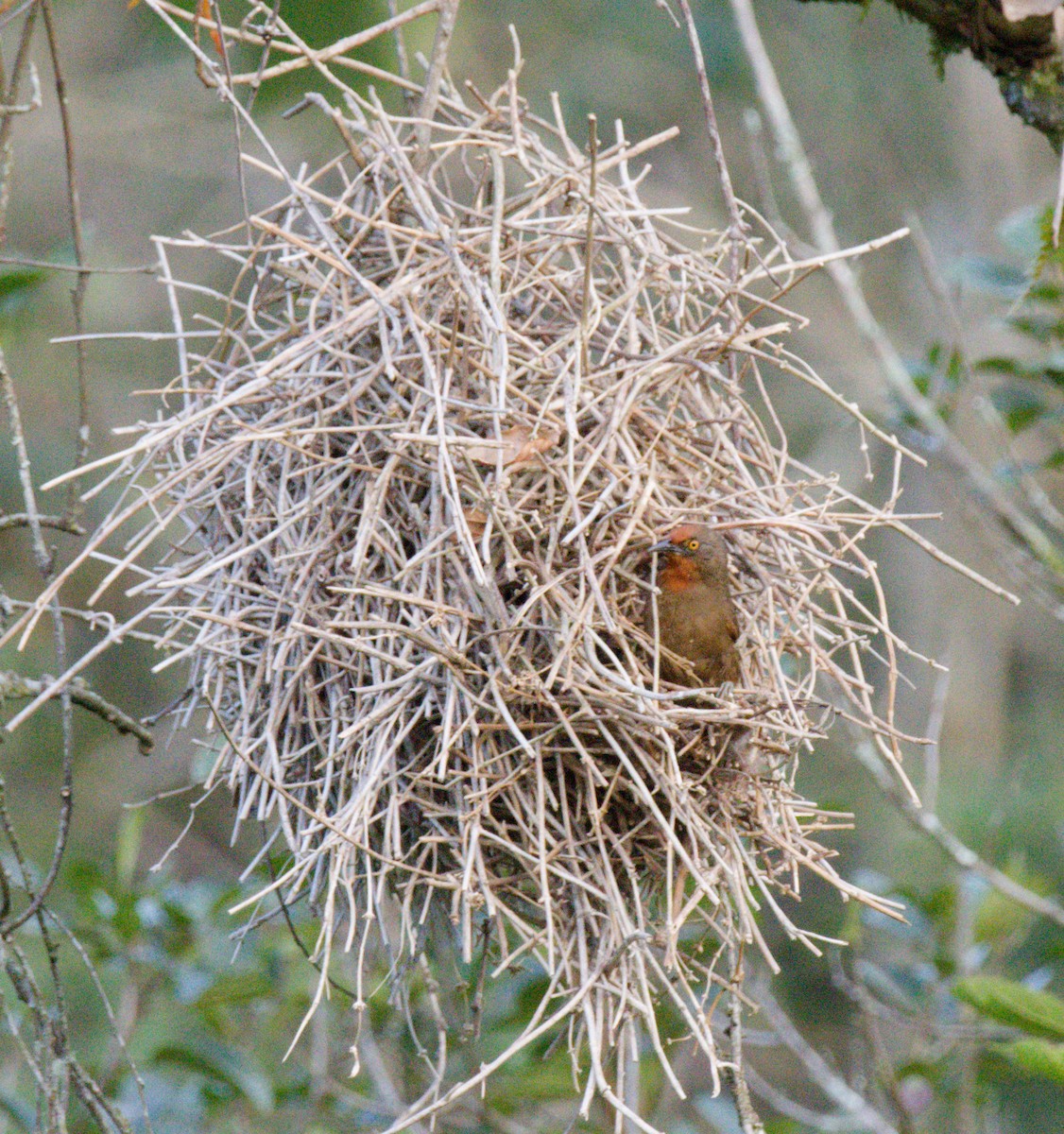 Orange-eyed Thornbird - ML642251334