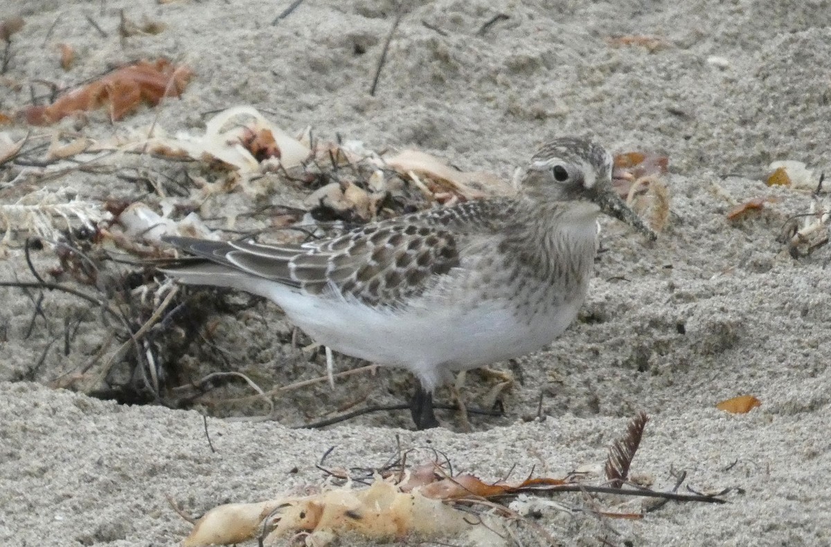 Baird's Sandpiper - ML642251335