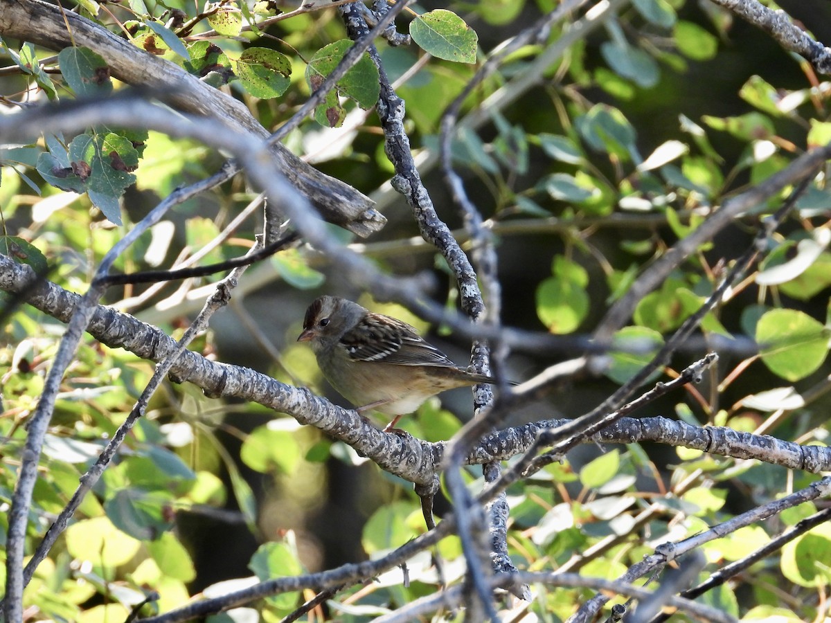 Bruant à couronne blanche - ML642251339