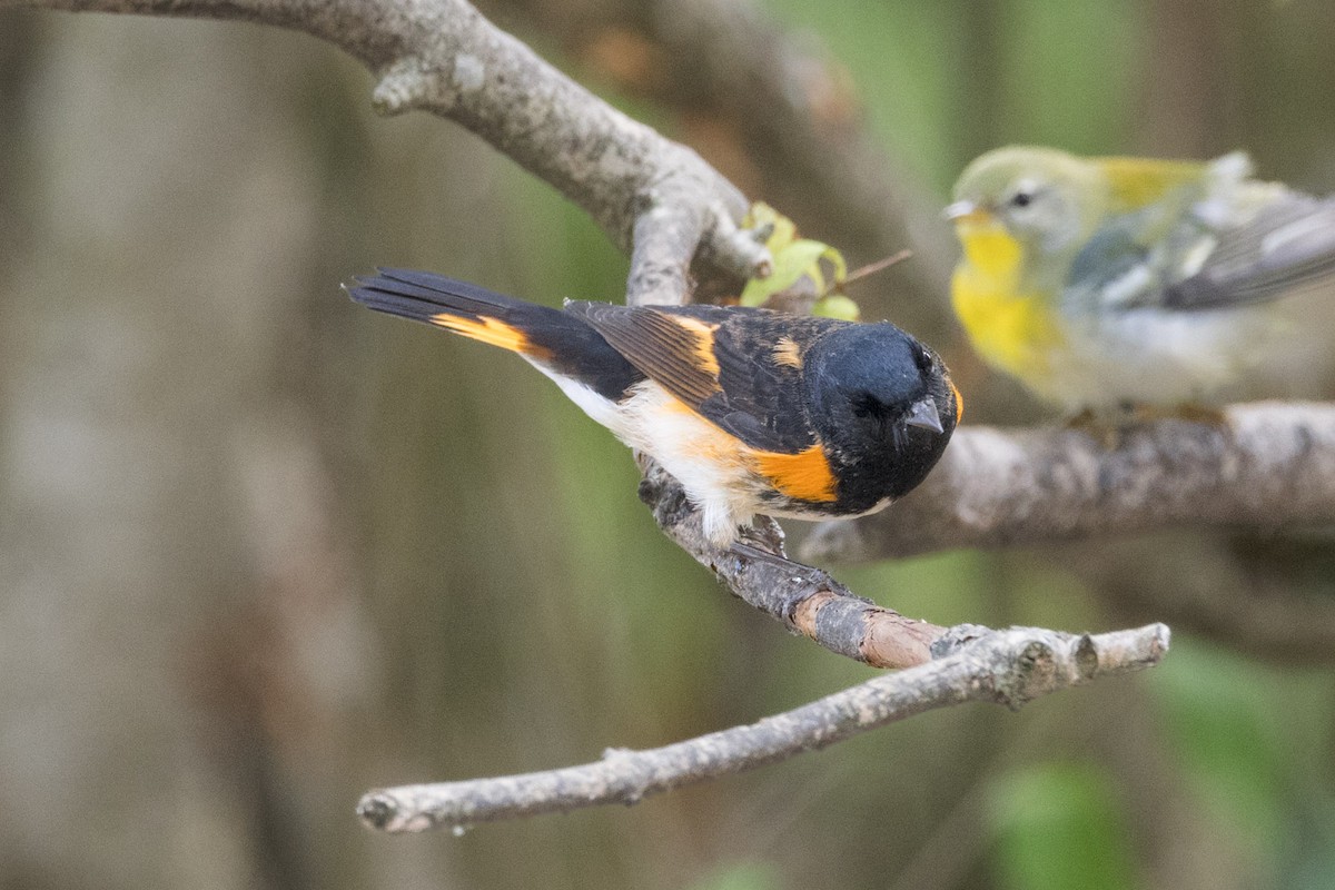 American Redstart - ML642251340