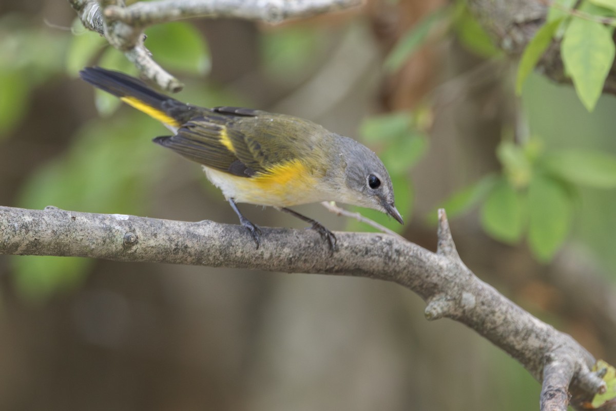 American Redstart - ML642251341