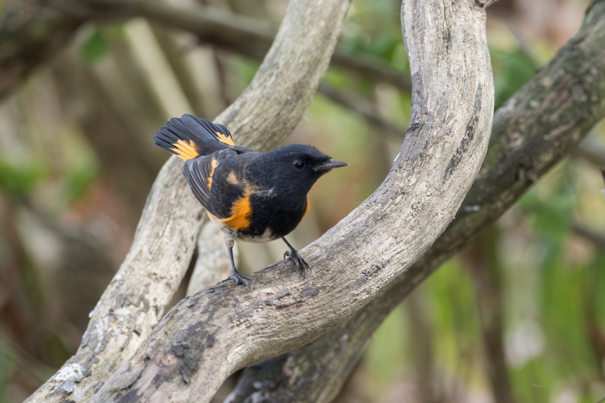 American Redstart - ML642251342
