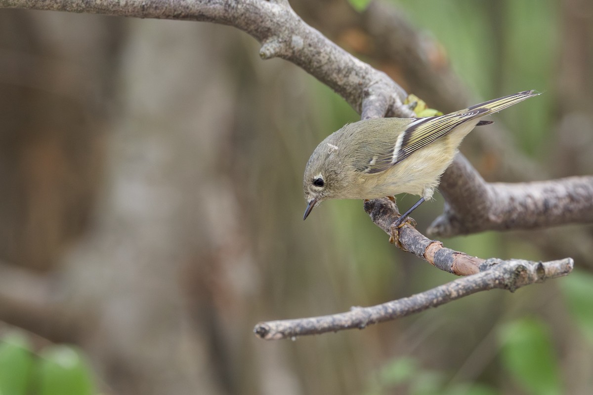 Ruby-crowned Kinglet - ML642251358