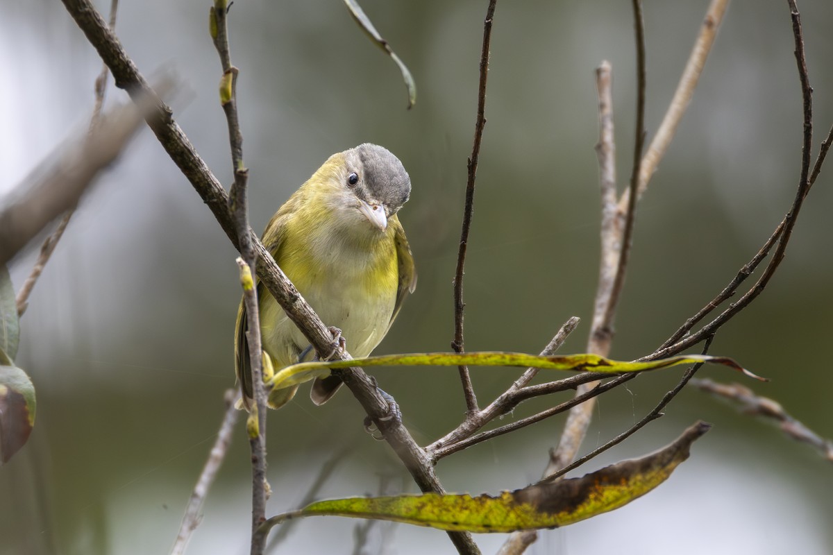 Yellow-green Vireo - ML642251368
