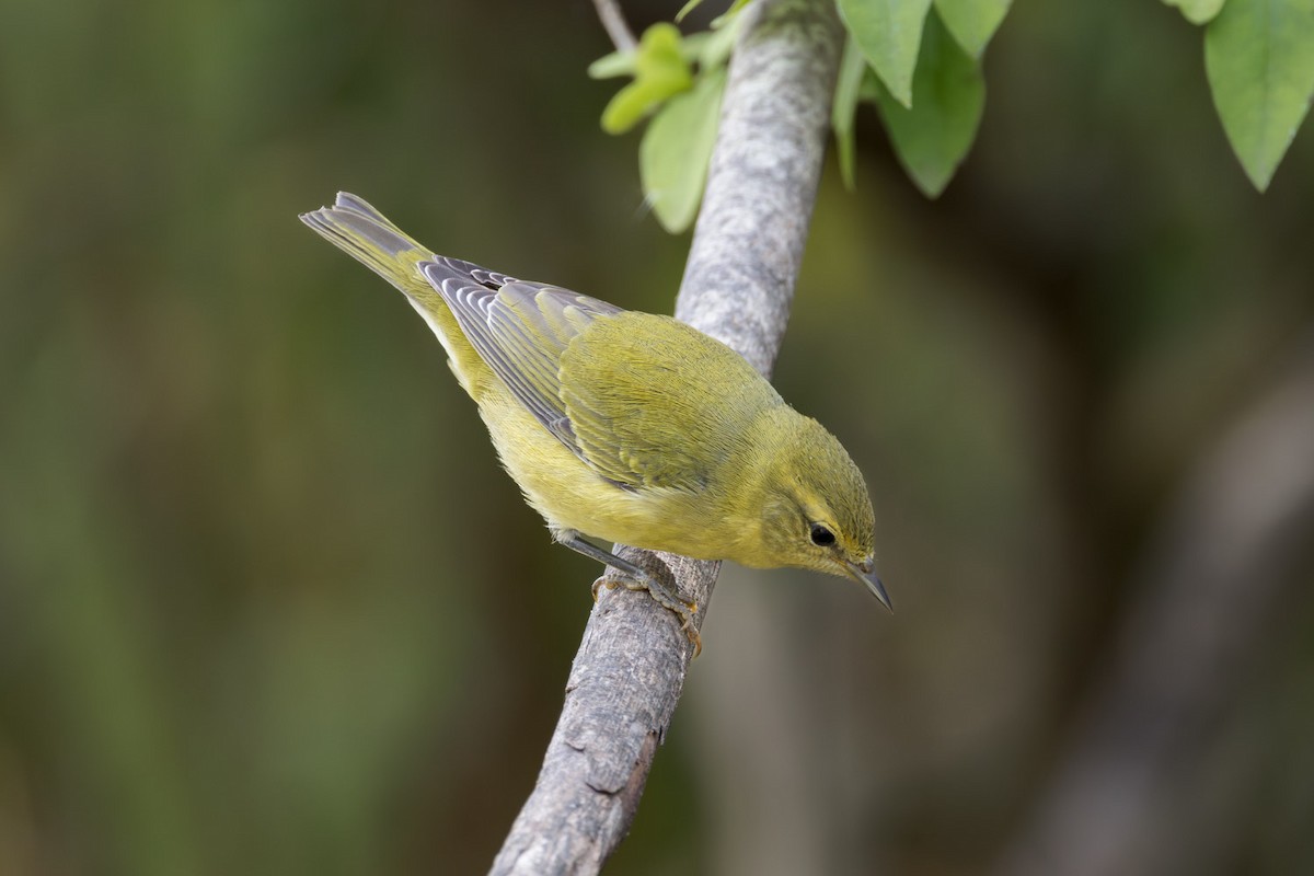 Tennessee Warbler - ML642251374