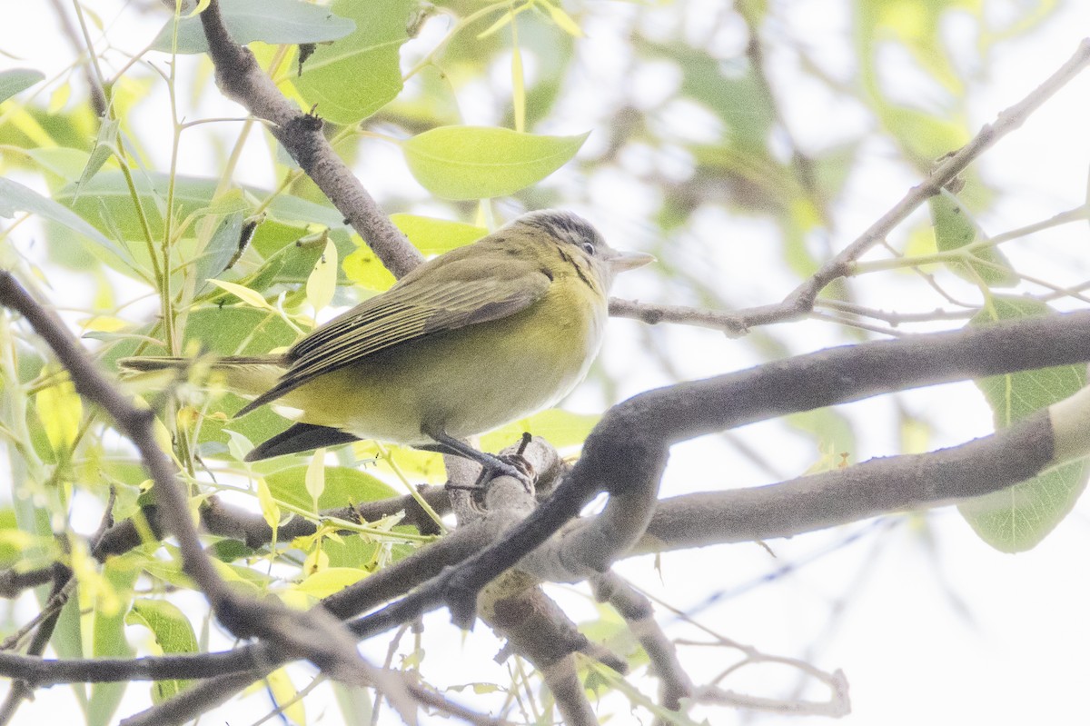 Yellow-green Vireo - ML642251375