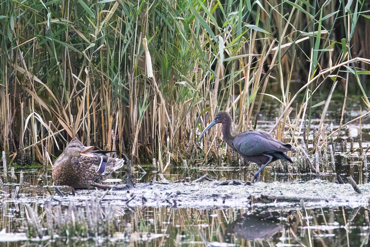 Glossy/White-faced Ibis - ML642251379
