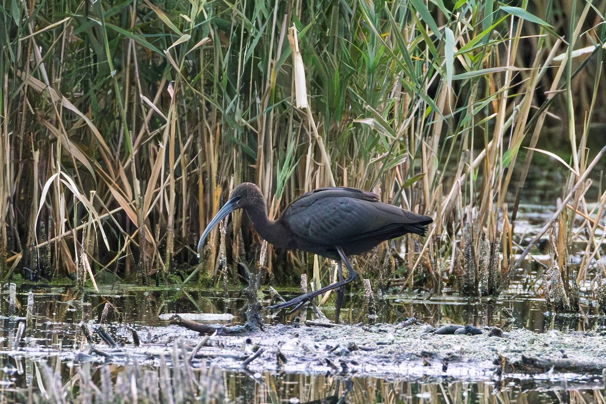 Glossy/White-faced Ibis - ML642251380