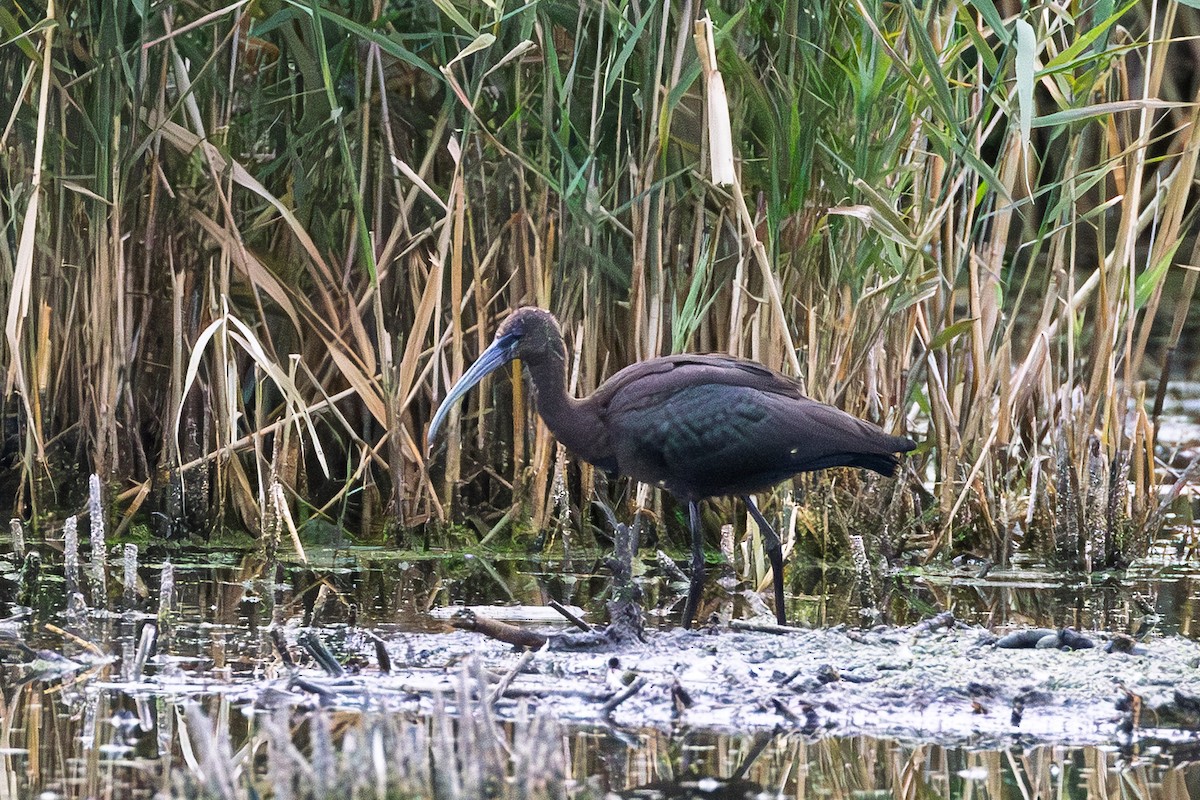 Glossy/White-faced Ibis - ML642251381