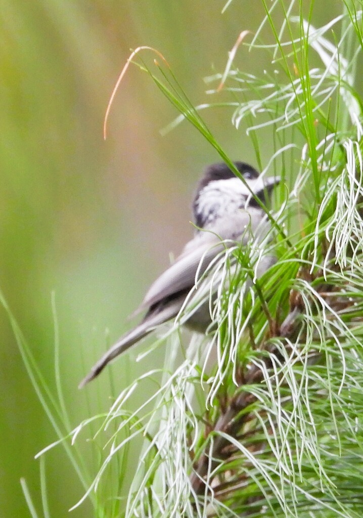 Mexican Chickadee - ML642251384