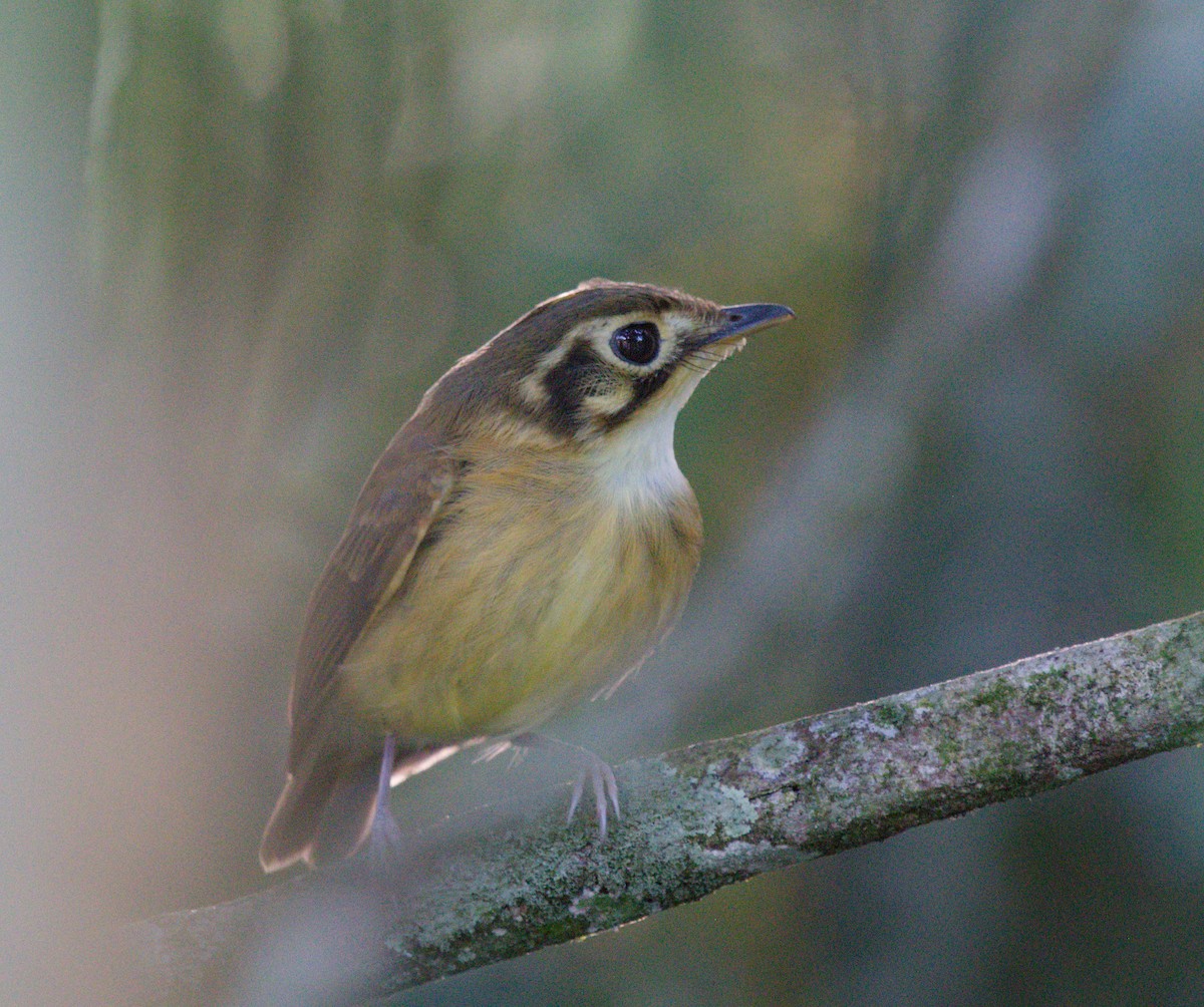 White-throated Spadebill - ML642251397