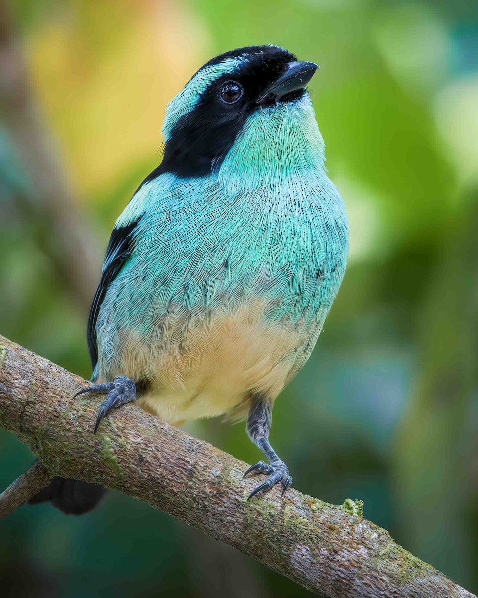 Blue-browed Tanager - ML642251404