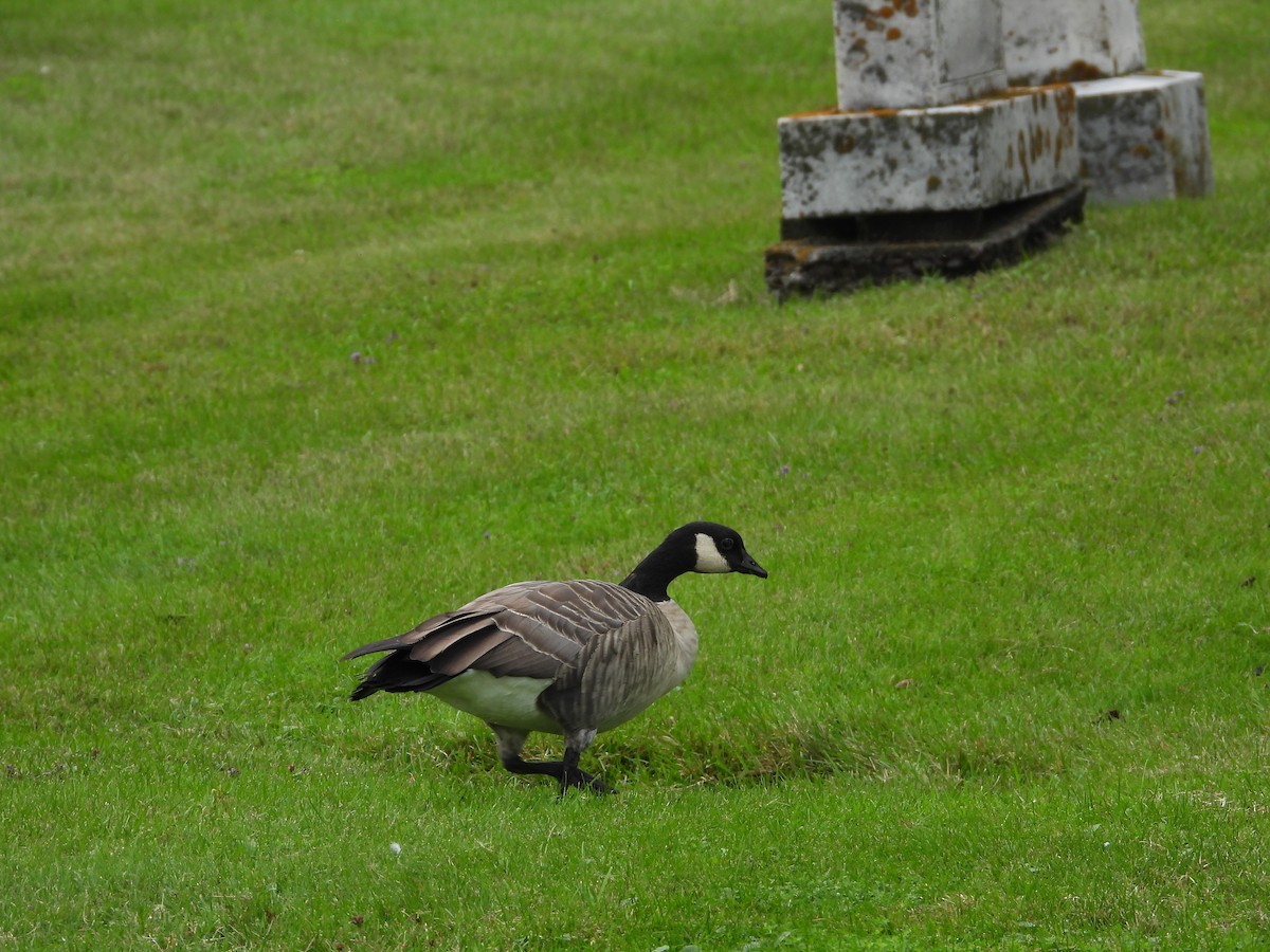 Cackling Goose - ML642251406