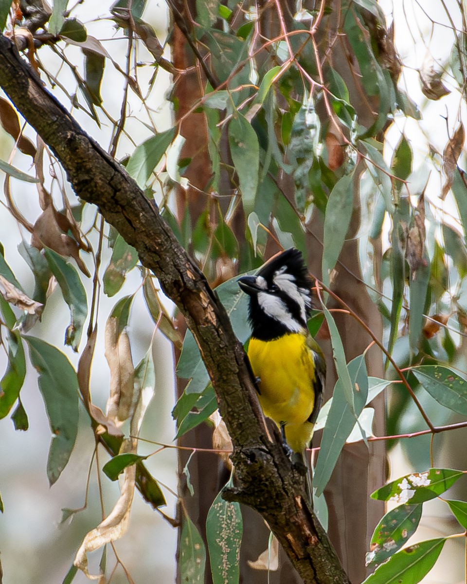 Eastern Shrike-tit - ML642251434