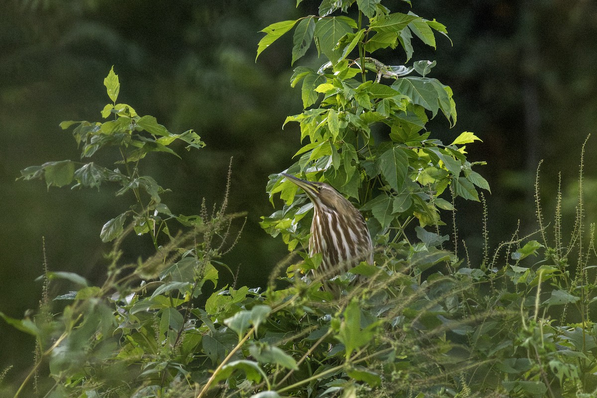 American Bittern - ML642251447