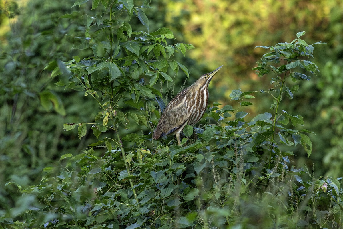 American Bittern - ML642251448