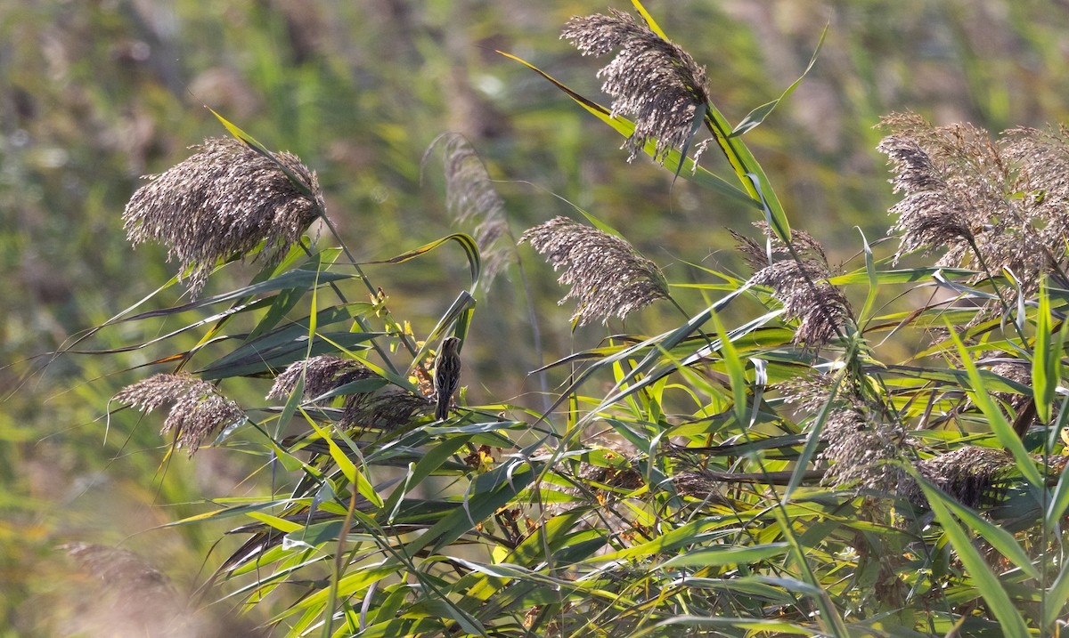 Bobolink - ML642251451