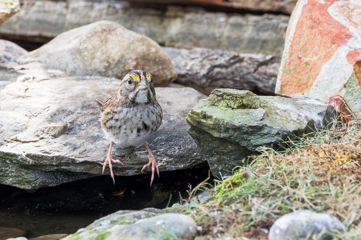 White-throated Sparrow - ML642251452