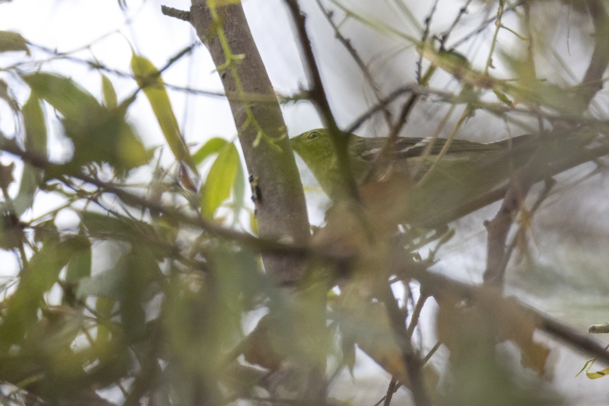 Blackpoll Warbler - ML642251453
