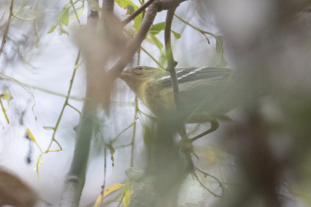 Blackpoll Warbler - ML642251456