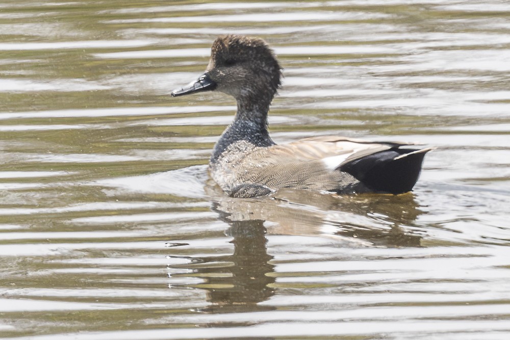 Gadwall - ML642251473