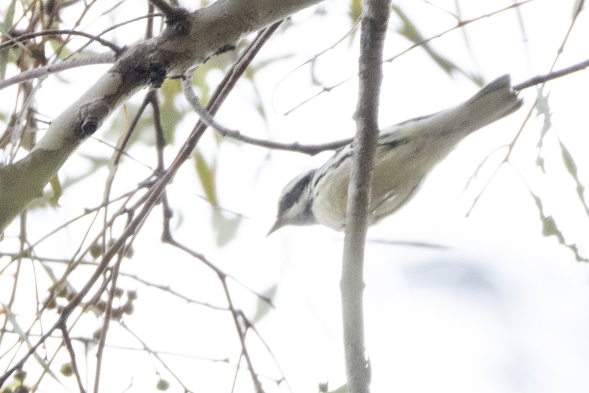 Black-throated Gray Warbler - ML642251474