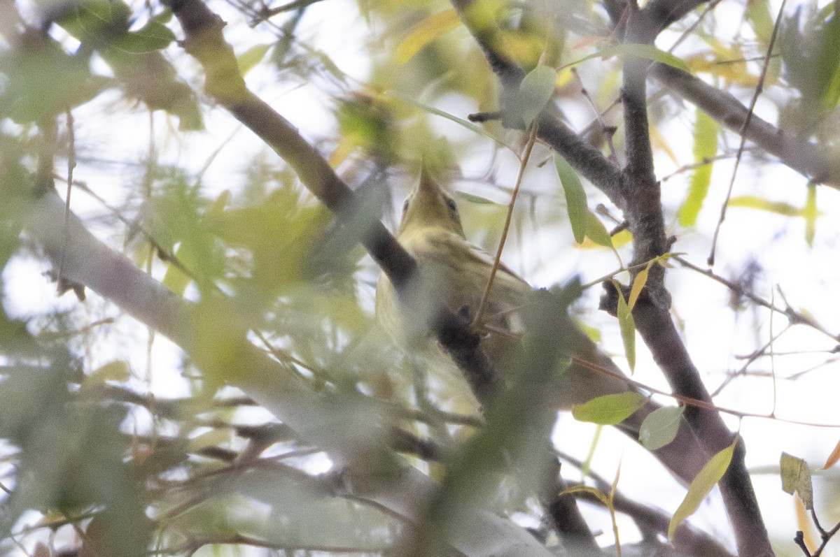 Blackpoll Warbler - ML642251480