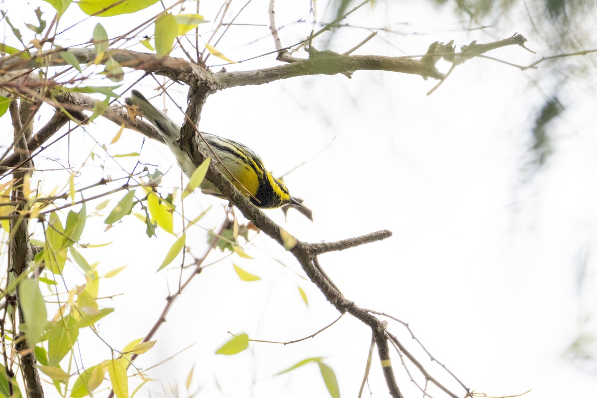 Townsend's Warbler - ML642251484