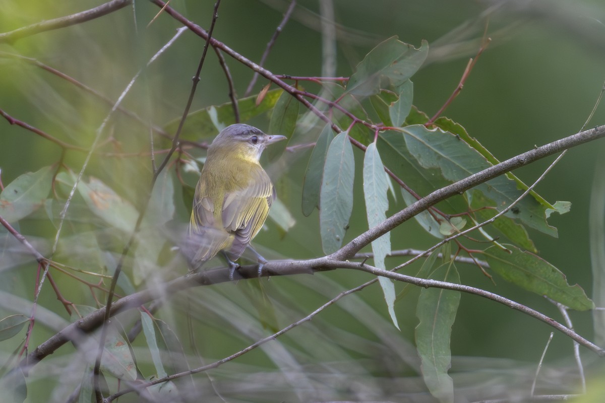Yellow-green Vireo - ML642251491
