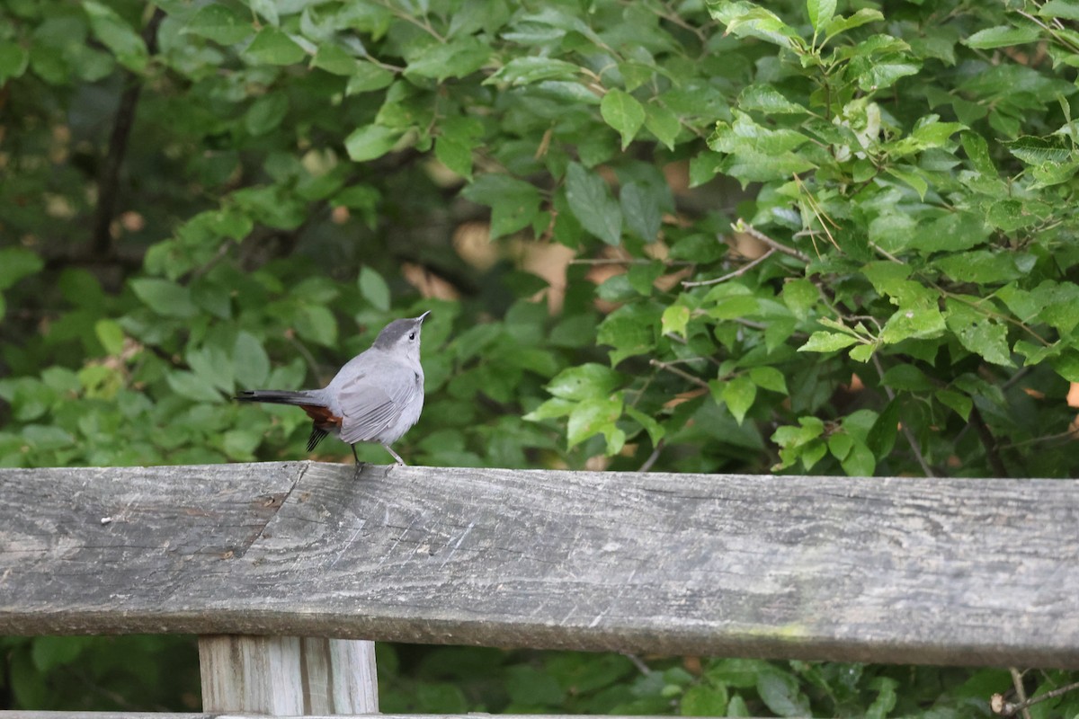 kattespottefugl - ML642251520