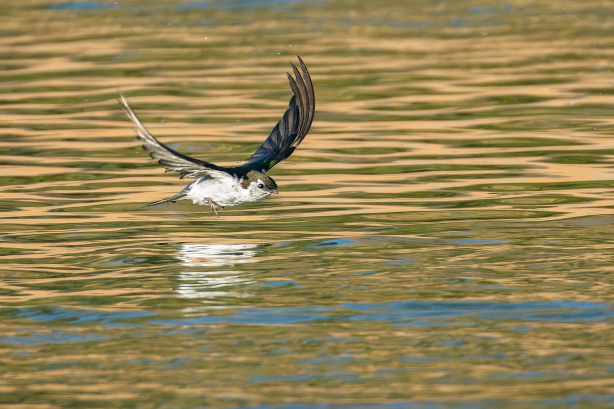 Violet-green Swallow - ML642251528