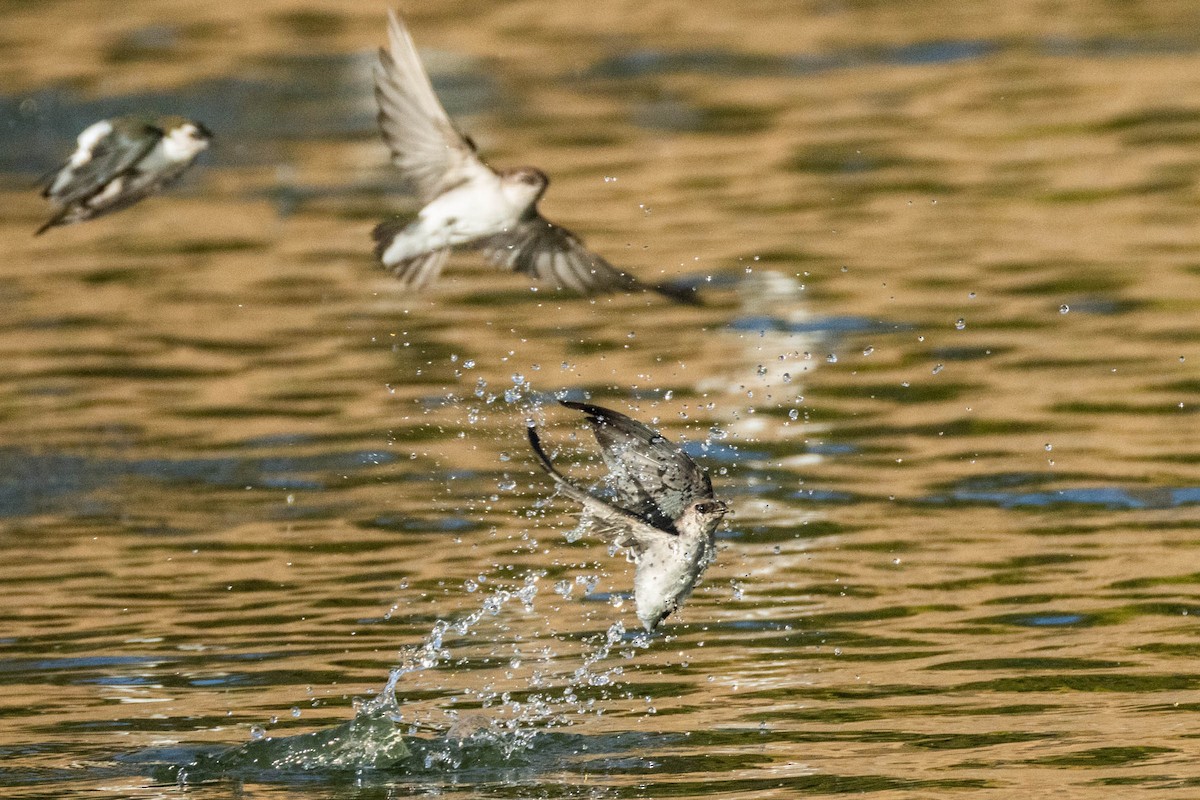 Violet-green Swallow - ML642251531