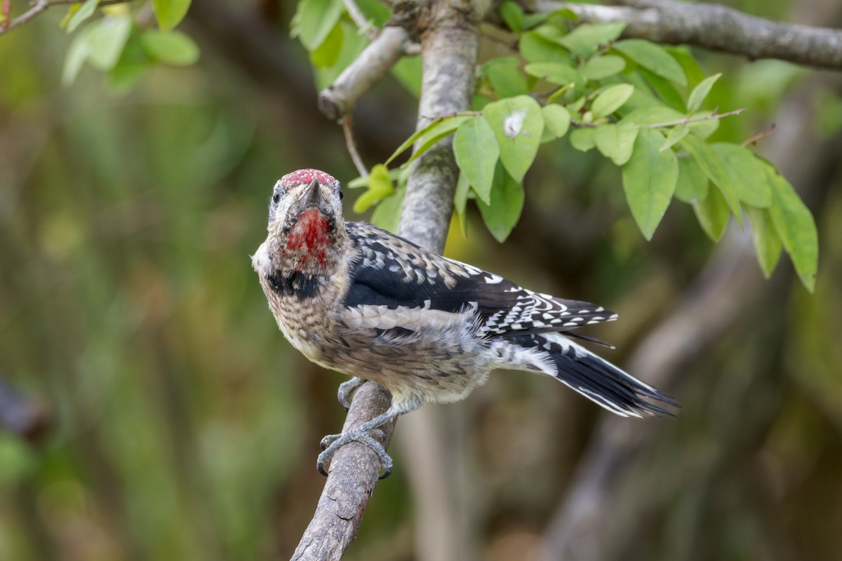 Yellow-bellied Sapsucker - ML642251546