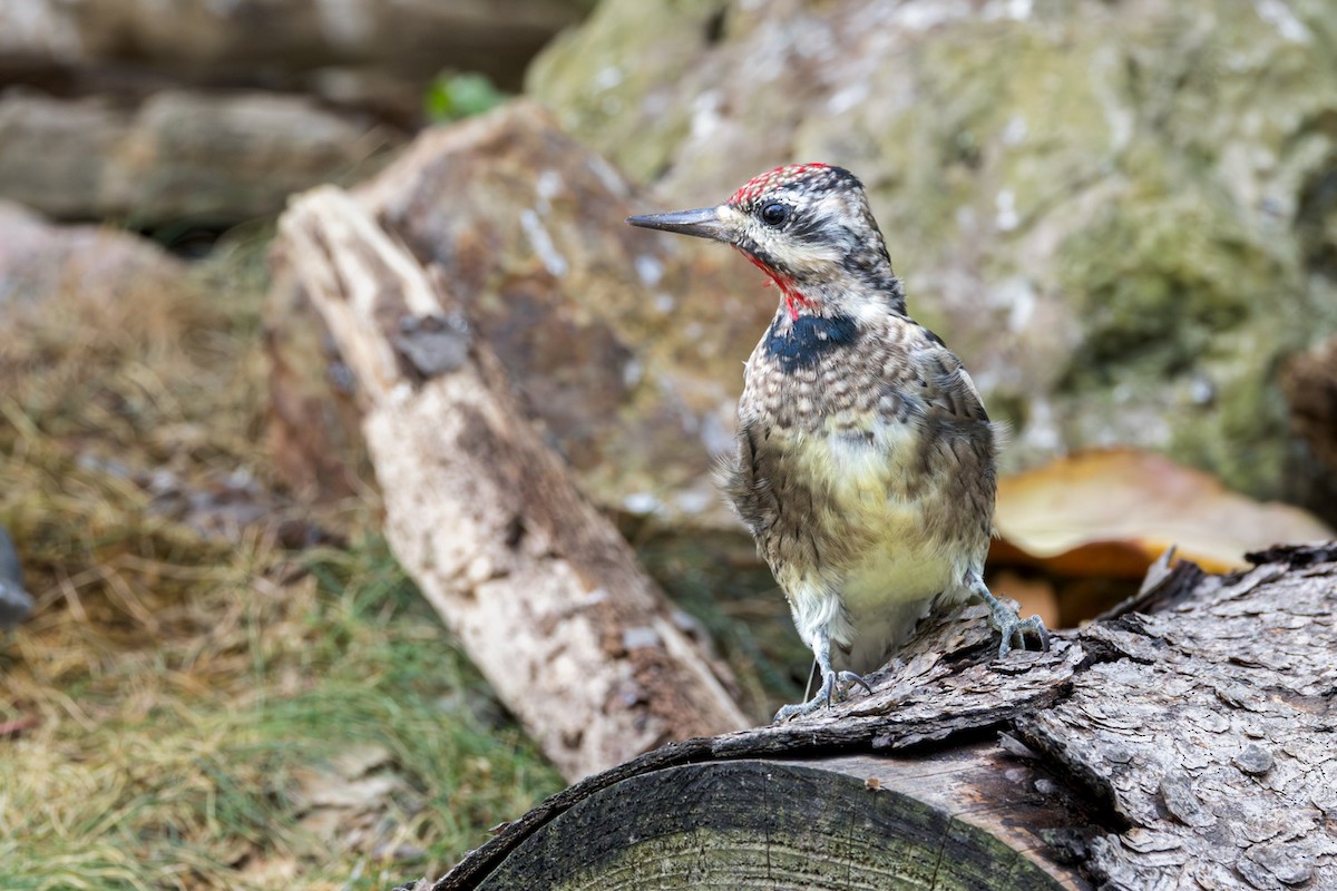 Yellow-bellied Sapsucker - ML642251547
